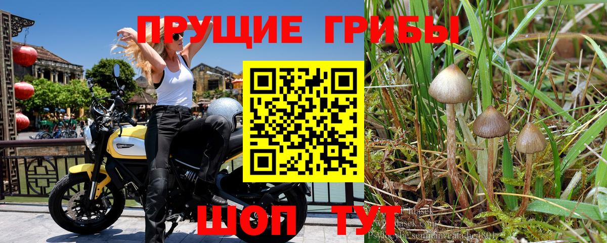 Санкт-Петербург  Псилоцибиновые грибы ЛСД  Вход с VPN 