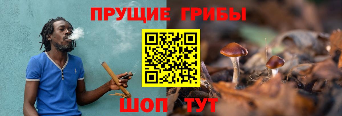 Галлюциногенные грибы Psilocybe Санкт-Петербург